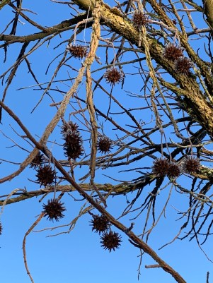 capsules liquidambar