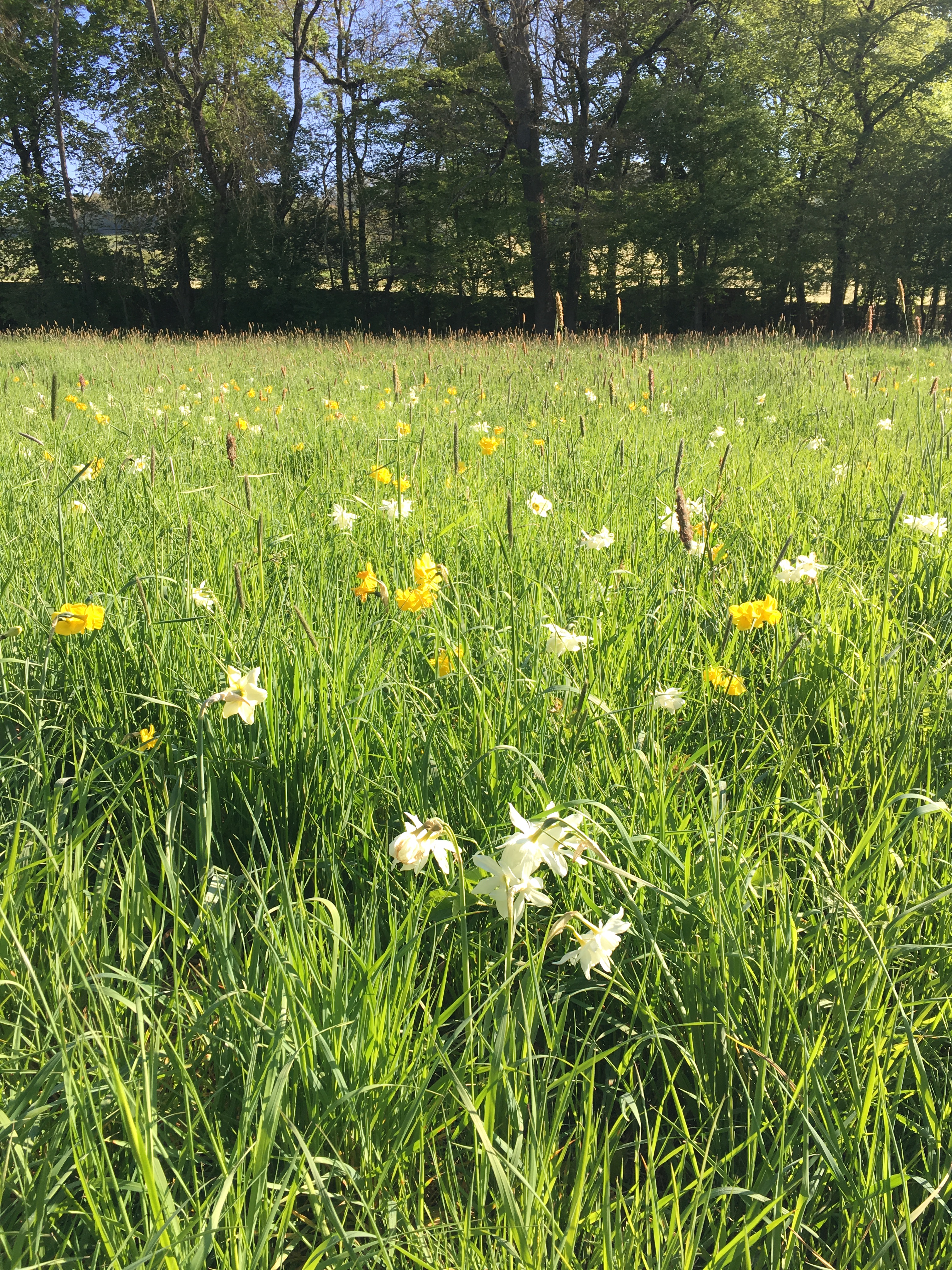 prairie narcisses
