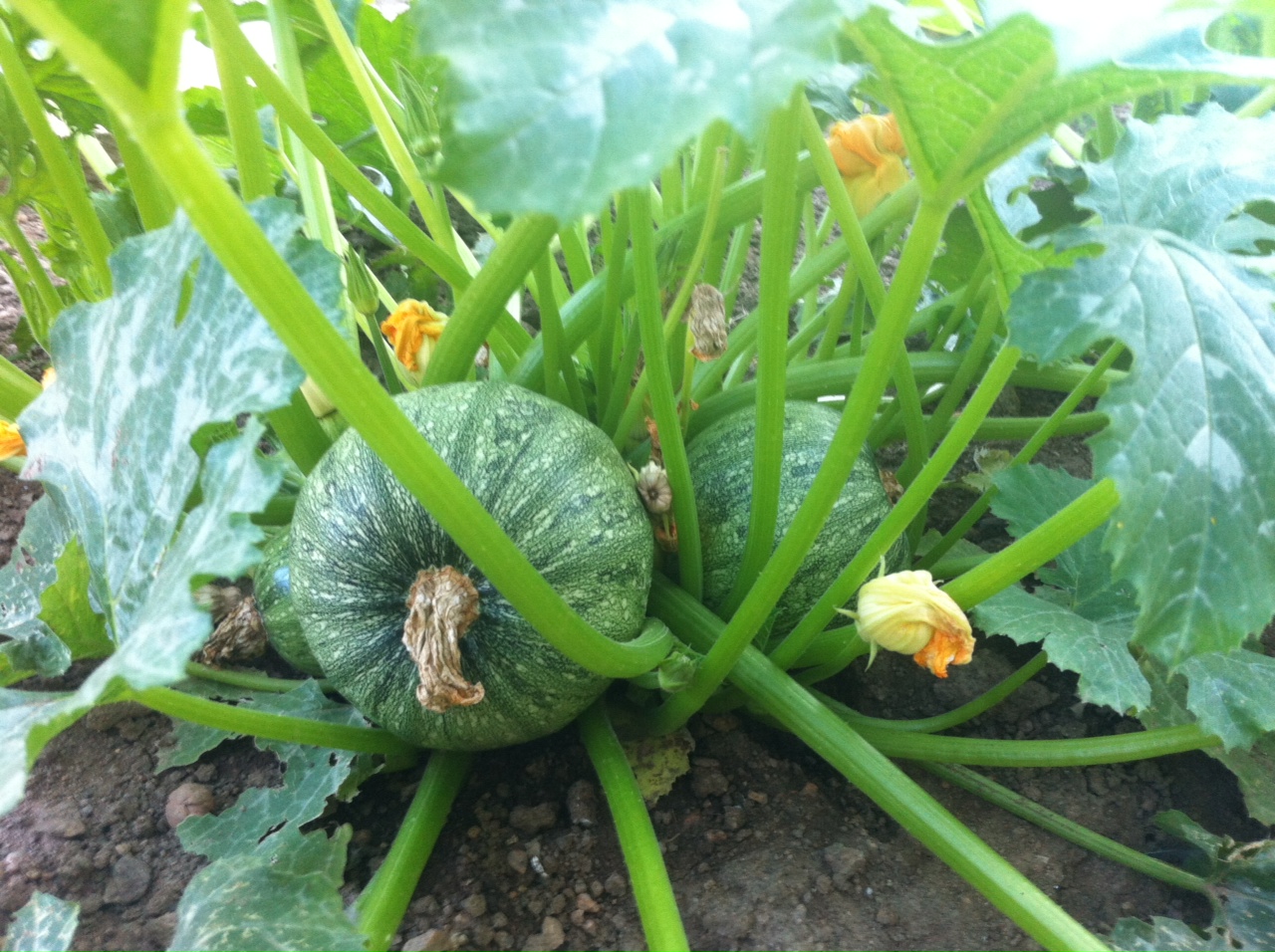 courgette