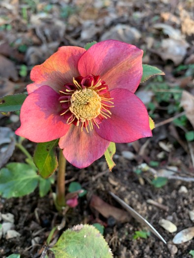 hellebore rose-orange