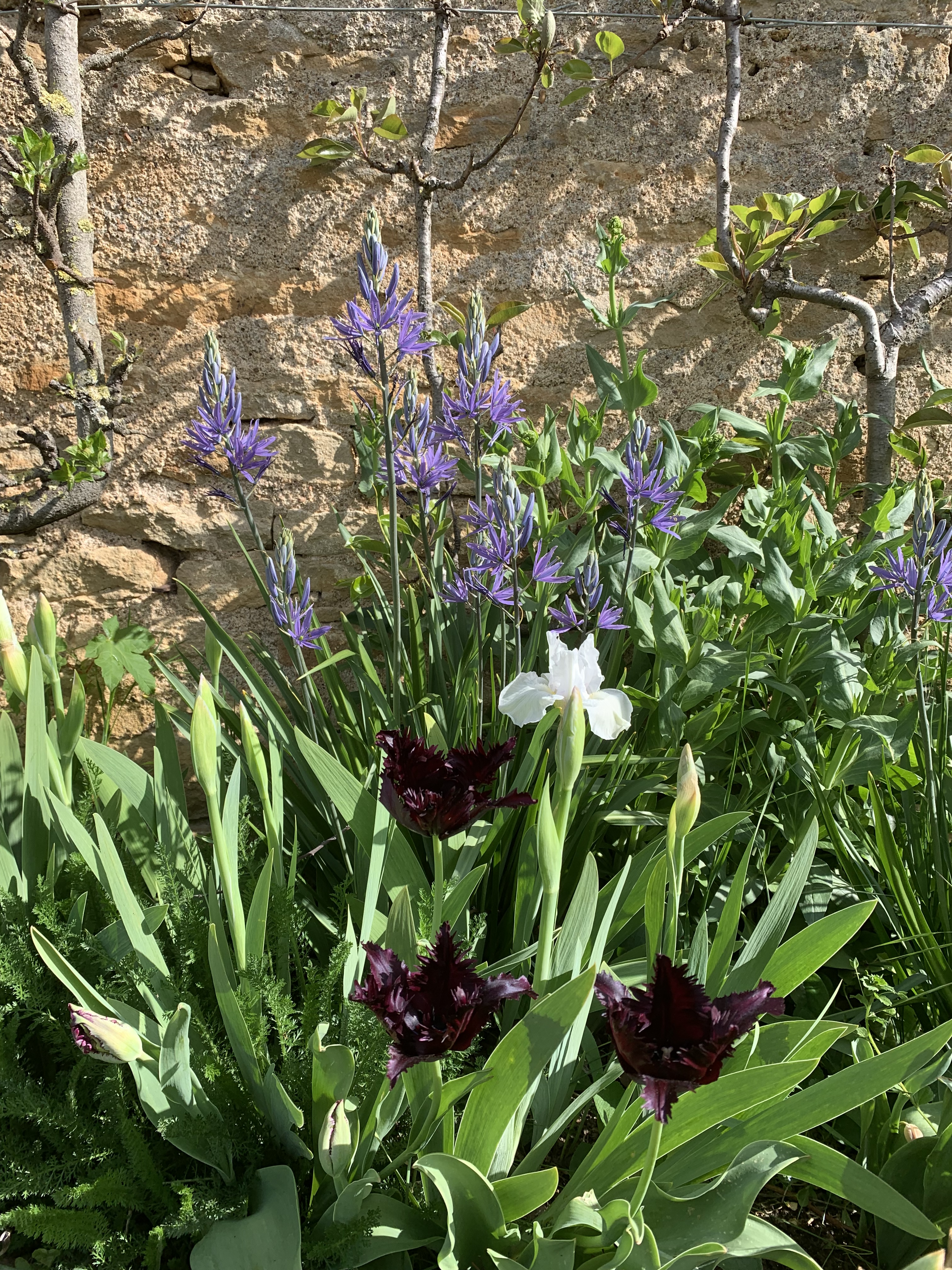 camassia-tulipe noire et iris